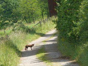 Fuchs auf Weg