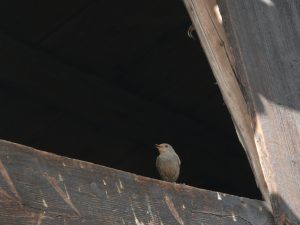 Hausrotschwanz Weibchen