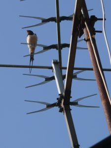 Rauchschwalbe auf Antenne